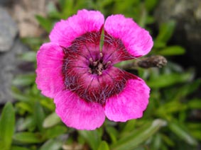 Dianthus alpinus 'Joans Blood'